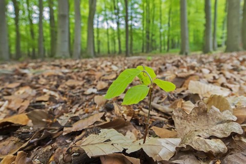 European beech (Fagus sylvatica), common beech new shoot emerging on deciduous forest floor in