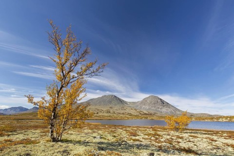 Silver birch and reindeer lichen on the tundra in autumn and the Stygghøin mountain range at