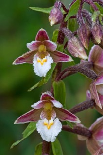 Marsh helleborine (Epipactis palustris), white marsh helleborine, marsh sitter, orchids, marsh