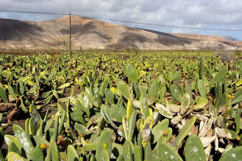 Field of cacti, Jardin de Cactus, cactus garden, Guatiza, Lanzarote, Canary Islands, Spain (Opuntia