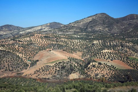 Olive plantation, Andalusia, Spain, Europe