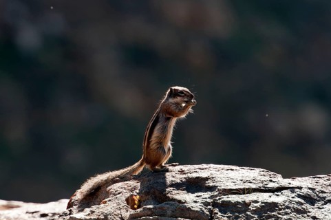 Barbary ground squirrel (Atlantoxerus getulus), chipmunk, Atlantic squirrel, ground squirrel,