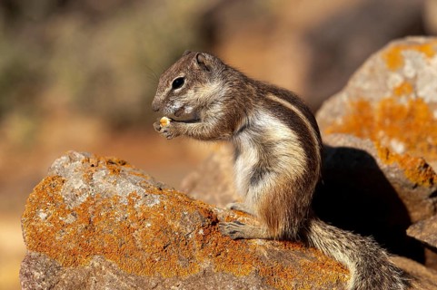 Barbary ground squirrel (Atlantoxerus getulus), chipmunk, Atlantic squirrel, ground squirrel,