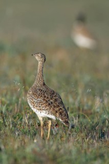 Little Bustard (Tetrax tetrax), female, Alentejo, Portugal, Europe