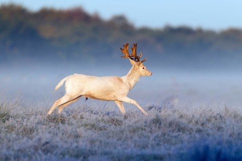 Fallow deer (Dama dama), male