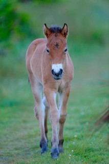 Exmoor pony, foal