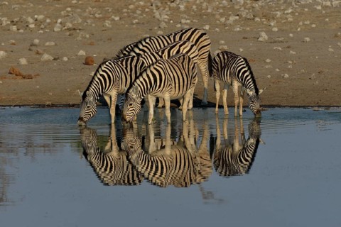 Burchell's Zebras (Equus quagga burchelli) drinking at the waterhole Chudop, Etosha National Park,