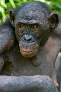 Bonobo (Pan paniscus), portrait, Lola ya Bonobo Sanctuary, Kimwenza, Mont Ngafula, Kinshasa,