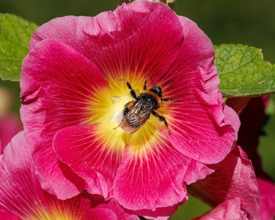 Common hollyhock (Alcea rosea), Germany, Europe