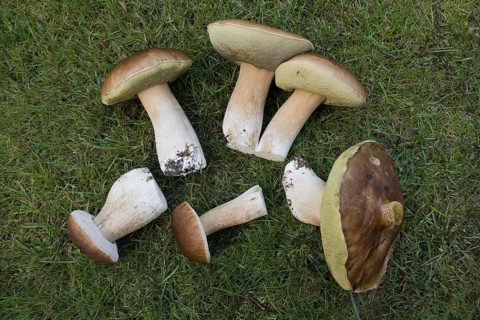 King boletes (Boletus edulis), Emsland, NIedersachsen, Germany, Europe