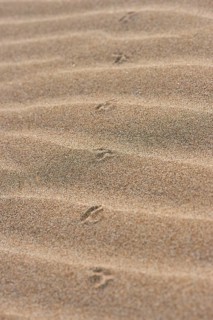 Animal track of a bird on the beach "Platja del Fangar", coast, nature reserve, ebro delta,