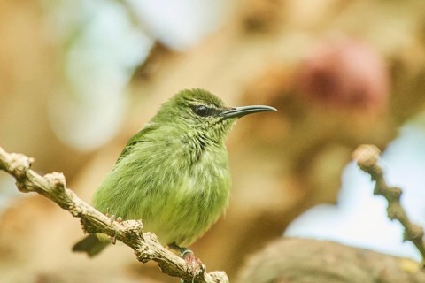 Red-legged honeycreeper (Cyanerpes cyaneus) female sitting on a branch, Bavaria, Germany, Europe