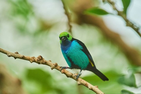 Paradise tanager (Tangara chilensis) sitting on a branch, Bavaria, Germany, Europe