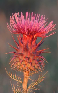 Milk Thistle (Silybum marianum), Tejo national park, Portugal (Carduus marianus)