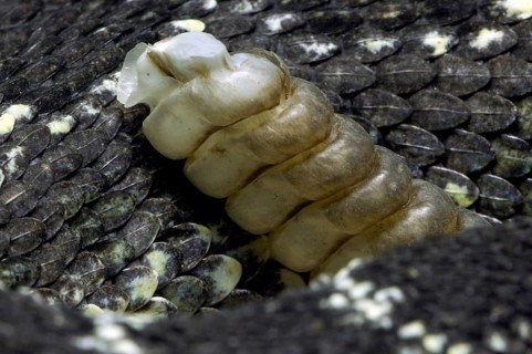 Close up of rattler and keeled scales of Arizona black rattlesnake (Crotalus oreganus cerberus)
