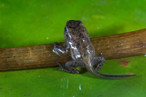 Common frog (Rana temporaria) Frog chick with well-developed limbs leaves the water
