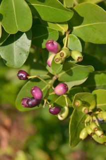 Waterberries (Syzygium cordatum), Kasanka National Park, Zambia, Africa