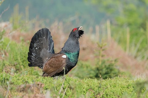 Western capercaillie (Tetrao urogallus) courting, Kalkalpen National Park, Upper Austria, Austria,
