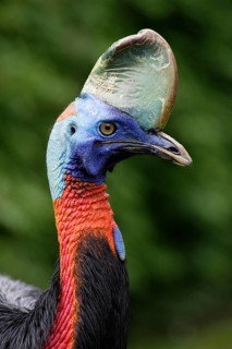 Double wattled cassowary, Australian Cassowary (Casuarius casuarius)