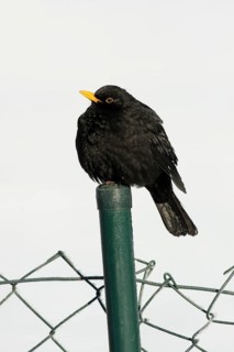 Blackbird (Turdus merula), male, Germany, Europe