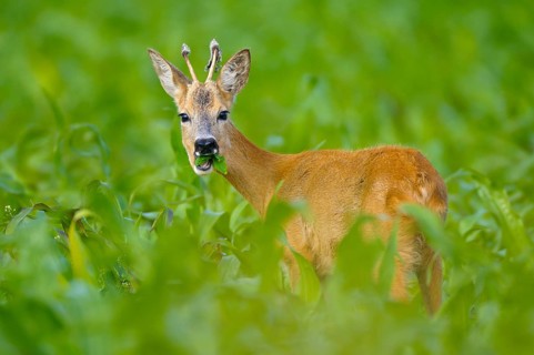 Roebuck, spit, Dingdener Heide nature reserve, North Rhine-Westphalia, Germany, Europe