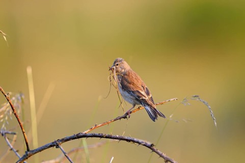 Linnet, female with nesting material, Dingdener Heide nature reserve, North Rhine-Westphalia,