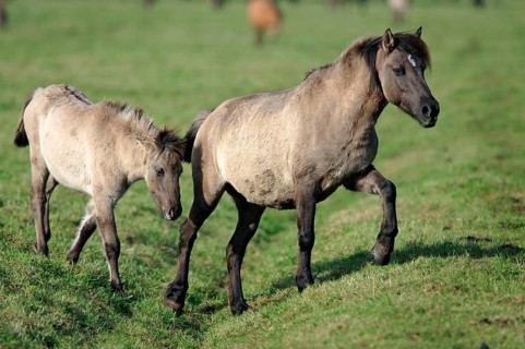 Dülmen wild horses, mare with foal, Merfelder Bruch, Dülmen, North Rhine-Westphalia, Dülmen wild