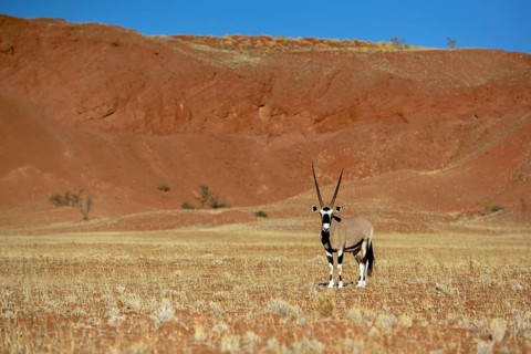 Gemsbok (Oryx gazella) in barren landscape, Gondwana Namib Park, near Sesriem, Hardap Region,