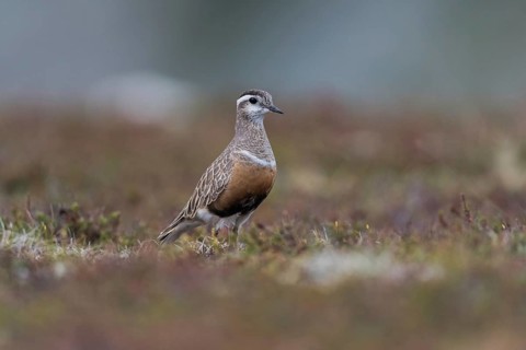 Eurasian Dotterel (Charadrius morinellus), in the Tundra, Finnmark, Norway, Europe