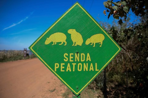 Sign Beware of Capybaras (Hydrochoerus hydrochaeris), Colonia Carlos Pellegrini, Esteros del Iberá,