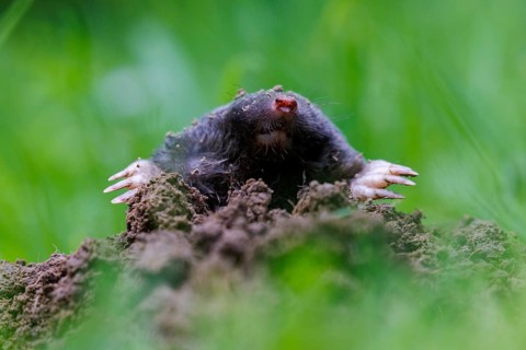 European mole (Talpa europaea), Germany, Europe
