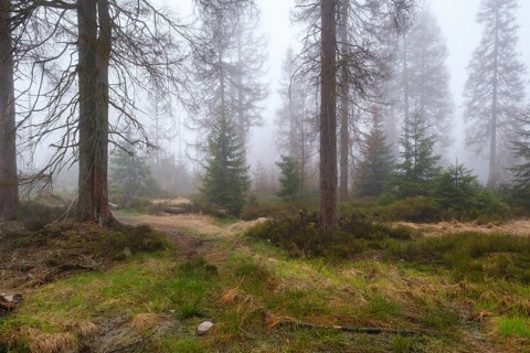 Forest at the Oderteich in the Nebel, Harz National Park, Lower Saxony, Germany, Europe
