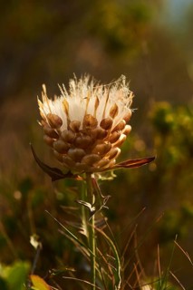 Seeds of a Cardueae plant (Rhaponticum coniferum) at Mount "La Talaia del Montmell" at evening,