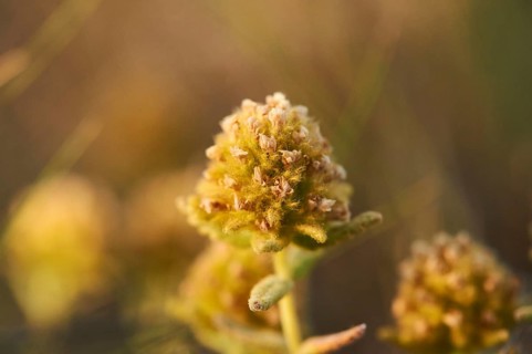 Felty germander (Teucrium polium) blooming at Mount "La Talaia del Montmell" at evening, Catalonia,