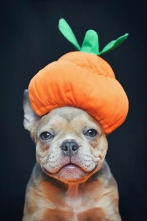 French Bulldog dog puppy dresses up with funny Halloween pumpkin costume hat in front of dark