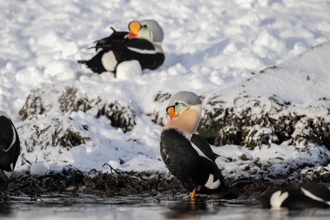 King eider (Somateria spectabilis), male on a snowy shore, Batsfjord, Båtsfjord, Varanger