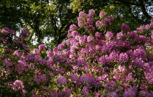 Rhododendron flowers (Rhododendron Homer), Royal Botanic Gardens, Kew, London, England, Great