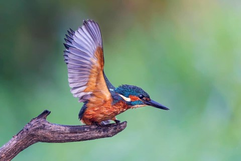 Common kingfisher (Alcedo atthis) juvenile, male, flapping his wings, Middle Elbe Biosphere
