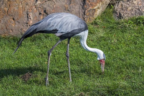 Wattled crane (Bugeranus carunculatus) (Grus carunculata) foraging, native to Africa