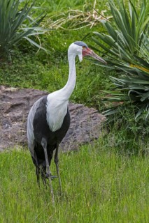 Wattled crane (Bugeranus carunculatus) (Grus carunculata) threatened species of crane native to