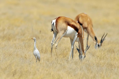 Juvenile Cattle egret (Bubulcus ibis) and two springbok grazing, Etosha National Park, Namibia,