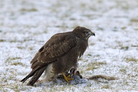 Common buzzard (Buteo buteo) feeding on hare in the snow in winter, Germany, Europe