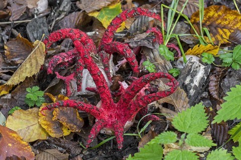 Octopus stinkhorn (Clathrus archeri), devil's fingers (Lysurus archeri) invasive fungus in Europe