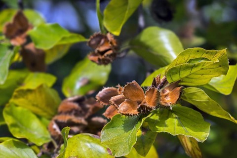 European beech (Fagus sylvatica), common beech close up of leaves and open cupules in early autumn