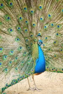 Indian peafowl (Pavo cristatus) spread one's tail (feathers) on the ground, Spain, Europe