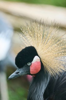 Black crowned crane (Balearica pavonina), portrait, Spain, Europe