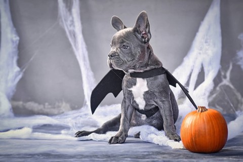 Young blue French Bulldog wearing halloween bat costume wings sitting next to pumpkin in front of