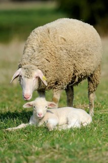 Merino sheep with lamb, sheep, sheep