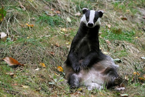 Badger, european badgers (Meles meles), Marten species, Predators, Mammals, Animals, European