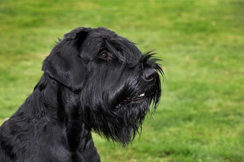 Domestic dog (Canis lupus familiaris) close-up